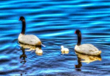 Curaco de Vélez, la cuna de héroes en la Isla de Quinchao Curaco de Velez cisnes