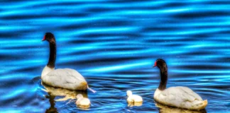 Curaco de Vélez, la cuna de héroes en la Isla de Quinchao Curaco de Velez cisnes