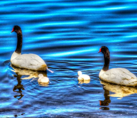 Curaco de Vélez, la cuna de héroes en la Isla de Quinchao Curaco de Velez cisnes