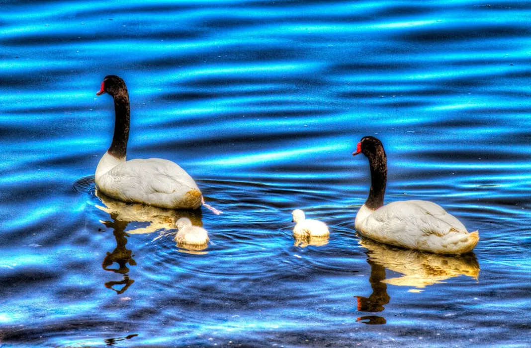 Curaco de Velez cisnes Curaco de Velez cisnes